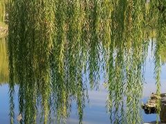 -商丘市人民公园