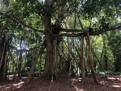-中国科学院西双版纳热带植物园