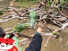 -广州长隆飞鸟乐园