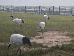 -盐城丹顶鹤湿地生态旅游区
