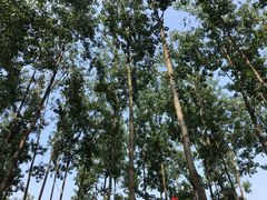 -合肥滨湖国家森林公园