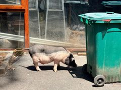 -小小饭店·休闲农庄·安吉松树林里的农家菜