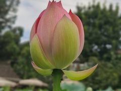 -莫催咖啡