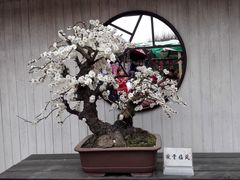 -香雪海