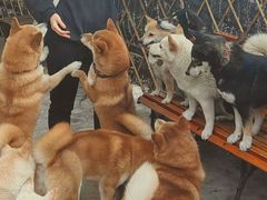 -柴犬高等学院·狗咖·柴犬售卖·宠物训练
