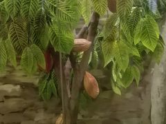 -歌斐颂巧克力小镇