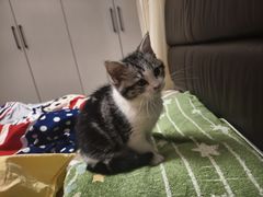 -欣宠猫屋·矮脚拿破仑·蓝金金渐层
