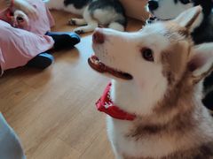 -Husky Go! 哈士奇体验馆·宠物咖啡厅狗咖