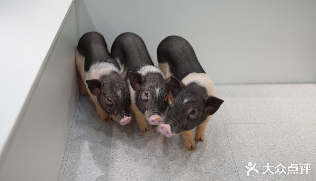 打卡萌宠馆|小香猪安哥拉兔刺猬龙猫撸个够🐷