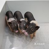 打卡萌宠馆|小香猪安哥拉兔刺猬龙猫撸个够🐷