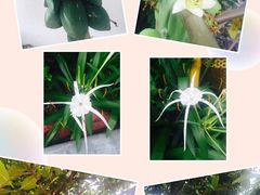 -瑞丽独树成林风景区