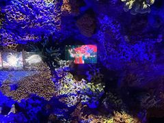 -上海海洋水族馆