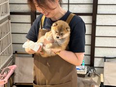 -逗柴咖啡屋·狗咖猫咖宠物桌游