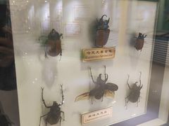 -上海昆虫博物馆