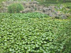 -上海醉白池公园