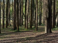 -上海共青森林公园