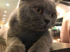 -more than meow吴止猫主题餐厅(承德 中船汇店)