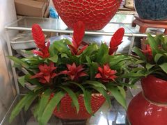 iphone_upload_pic-双季花艺园艺市场(浦东店)
