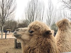 -长白岛森林公园