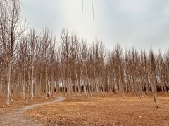-东郊湿地公园