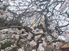 -桃花堤公园