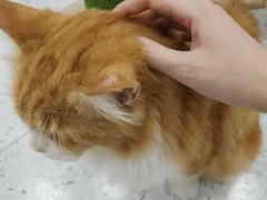 -喵园·猫主题咖啡厅·撸猫·猫咖(国贸店)