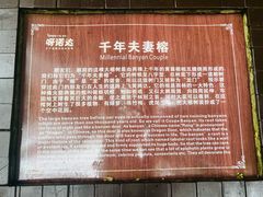 -呀诺达热带雨林