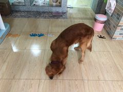 -唯美宠物生活馆(绿地国际生态城店)