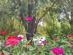 -长春公园(普阳街道)