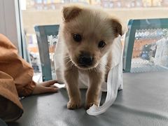 -天使宠物医院·犬猫分诊(彩虹店)