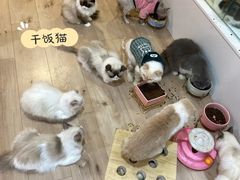 -Bastet sally猫舍购宠(静安店)