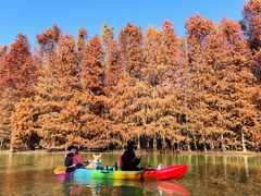 -上海海湾国家森林公园