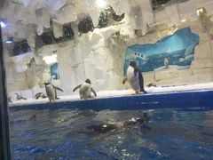 -华夏文旅海洋公园