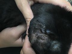 -艾贝尔宠物诊疗