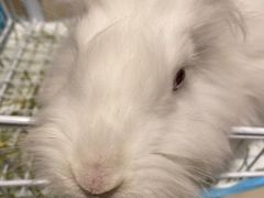 -怪兽屋·羊驼·猫咖·狗咖(俊华广场店)