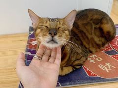 -李小姐の猫咖啡馆(五角场店)