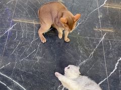 -小猫来了·猫咪专售(红山六九七九店)