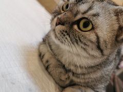 -宠爱国际动物医院·消化内科·心肾内科·ISFM猫友好(望京店)