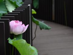 -陈家山荷花公园