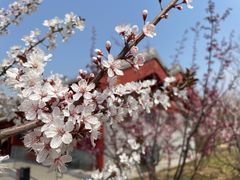-北京市劳动人民文化宫