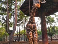 -清迈夜间动物园