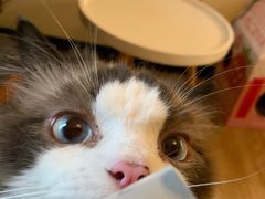 -滚猫咖啡·猫咖·猫友好撸猫(未来城店)