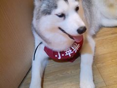 -Husky Go! 哈士奇体验馆·宠物咖啡厅狗咖