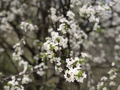 -桑洲油菜花景区