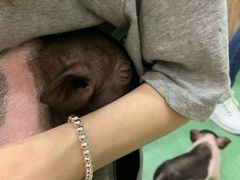 -藦茜花园宠物主题亲子互动体验馆(国顺东路店)