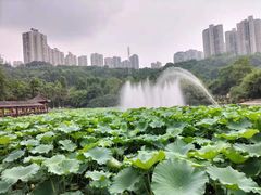 -龙头寺公园