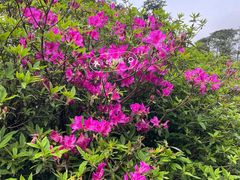 -梧桐山风景名胜区