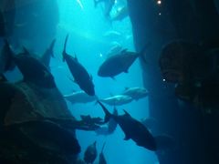 -迪拜水族馆及水下动物园
