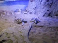 -大连圣亚海洋世界