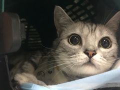 -达爱动物医院·犬猫分区·CT·复杂眼科(远洋山水分院)